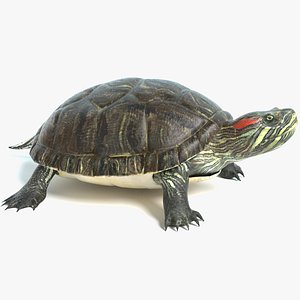 Turtle