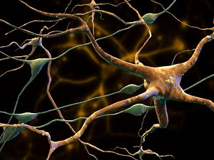 3d model neurons glial cells