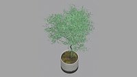 Olive Tree 3D Model Mediterranean Ornamental Tree for Garden Landscape Visualization