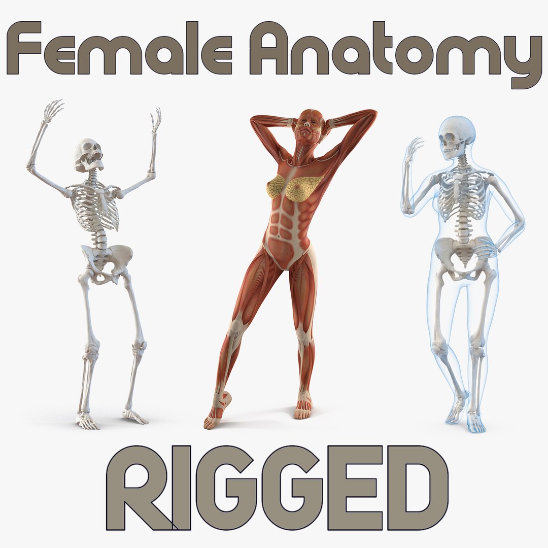 Female Anatomy Rigged 3D Models Collection 3D model preview