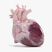 Human Heart