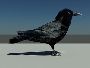 crow max