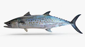 Spanish Mackerel