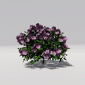 Pink Azalea - Rhododendron Periclymenoides 3D model