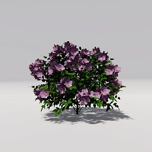 Pink Azalea - Rhododendron Periclymenoides