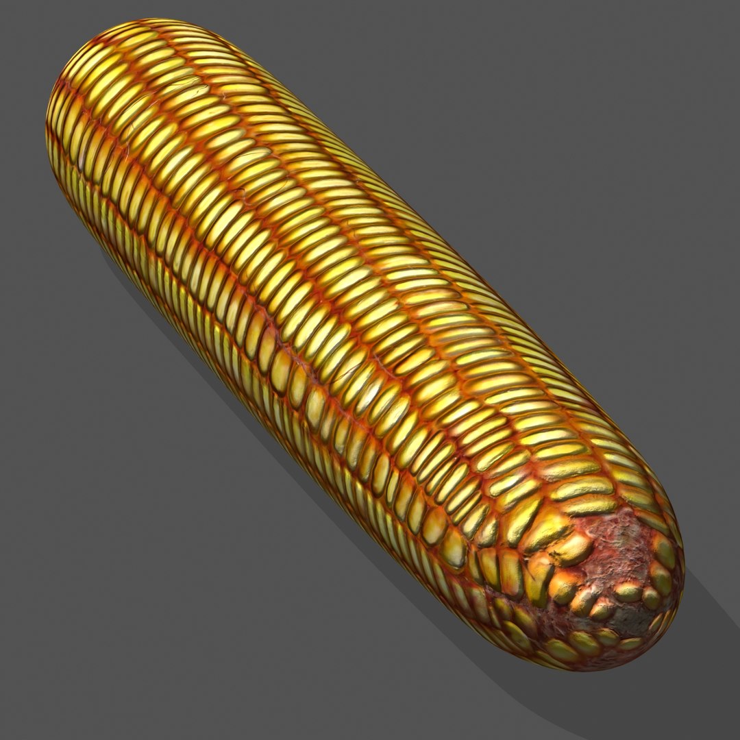 3d Indian Corn Model