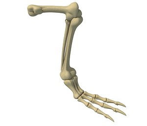 Bird Leg Skeleton