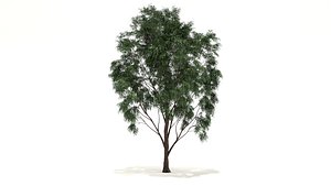 prosopis tree 3D model