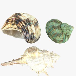 Seashells