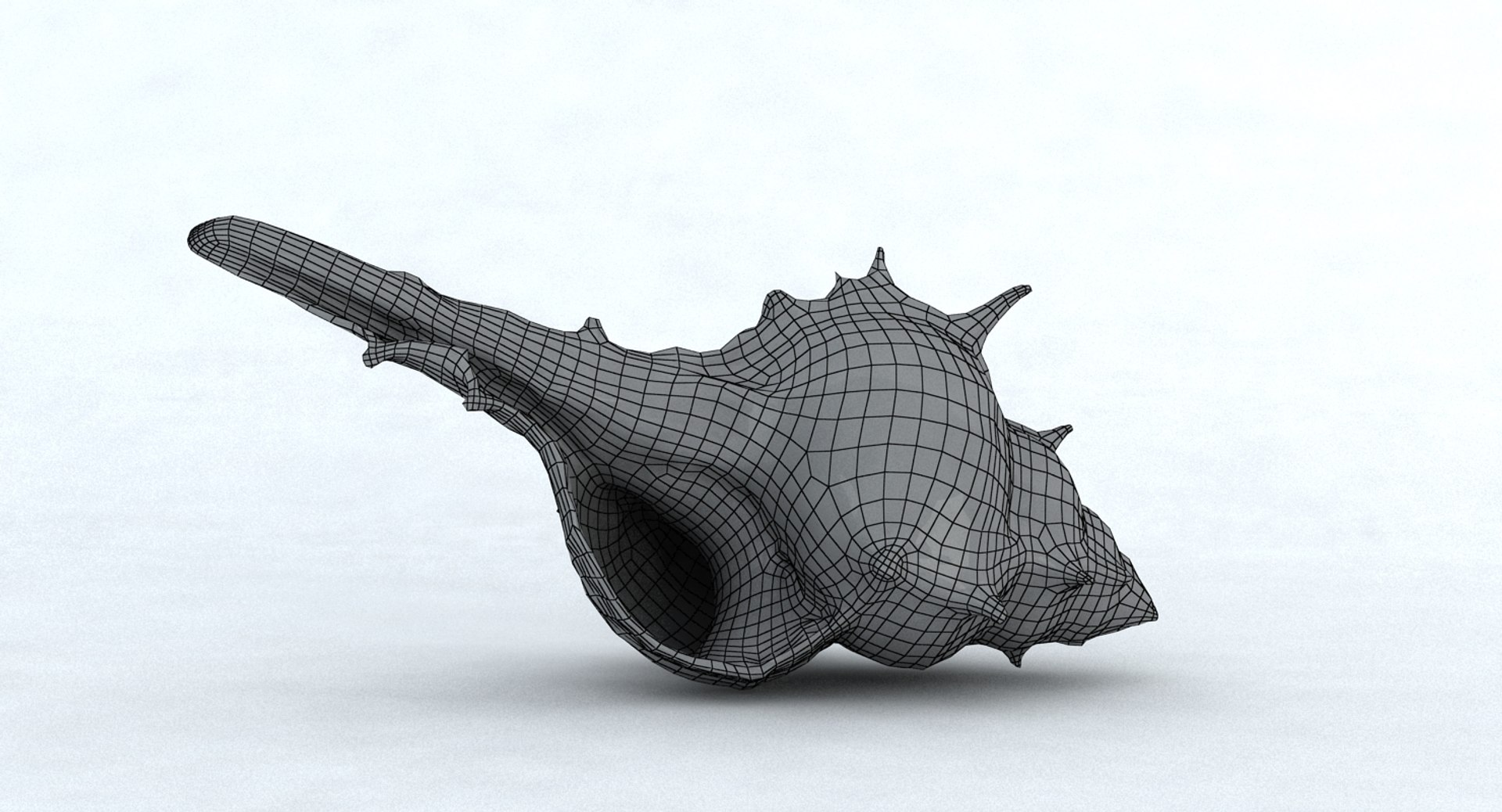 3d Model Seashell Sea Shell