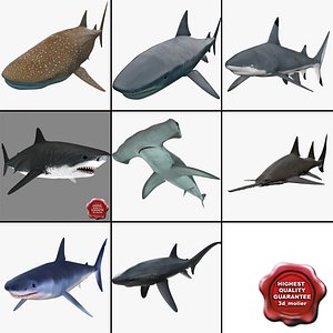 Sharks Collection 5