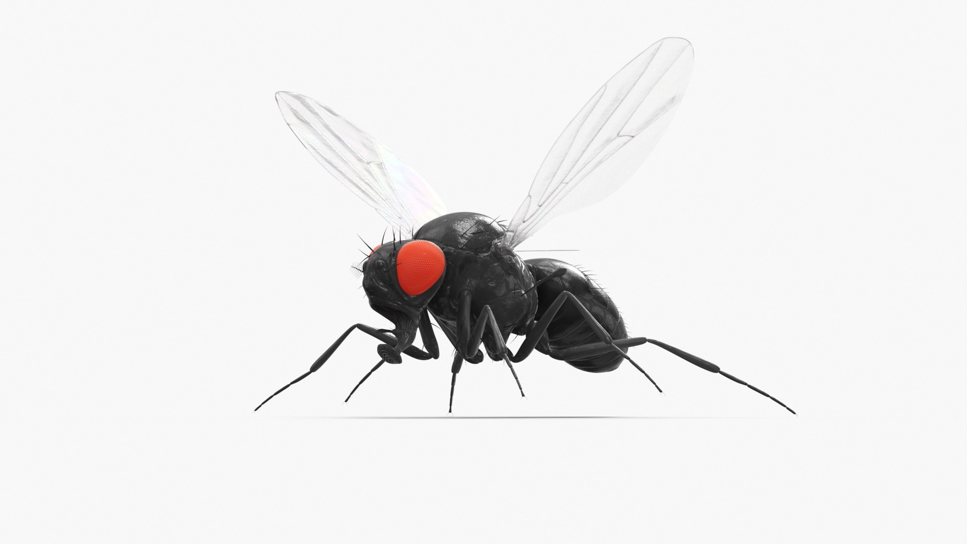 Vinegar Fly Black Rigged for Maya 3D model https://p.turbosquid.com/ts-thumb/hn/5PaDjK/Ht/vinegar_fly_black_rigged_014/jpg/1748937449/1920x1080/fit_q87/54f67ff32460ae13c506508ea2d08a553644c4de/vinegar_fly_black_rigged_014.jpg
