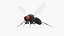 Vinegar Fly Black Rigged for Maya