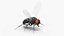 Vinegar Fly Black Rigged for Maya
