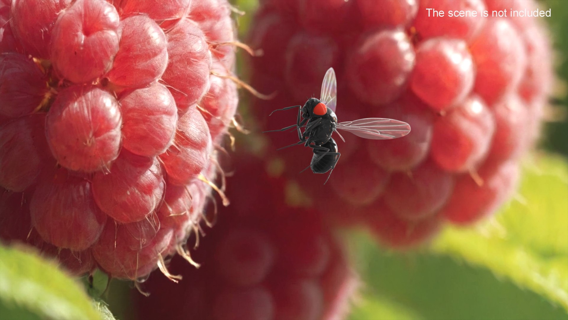 Vinegar Fly Black Rigged for Maya 3D model https://p.turbosquid.com/ts-thumb/hn/5PaDjK/LP/vinegar_fly_black_rigged_006/jpg/1748937445/1920x1080/fit_q87/c56854b262f4aa4f527b2d5ff4e9a96b2622a91a/vinegar_fly_black_rigged_006.jpg