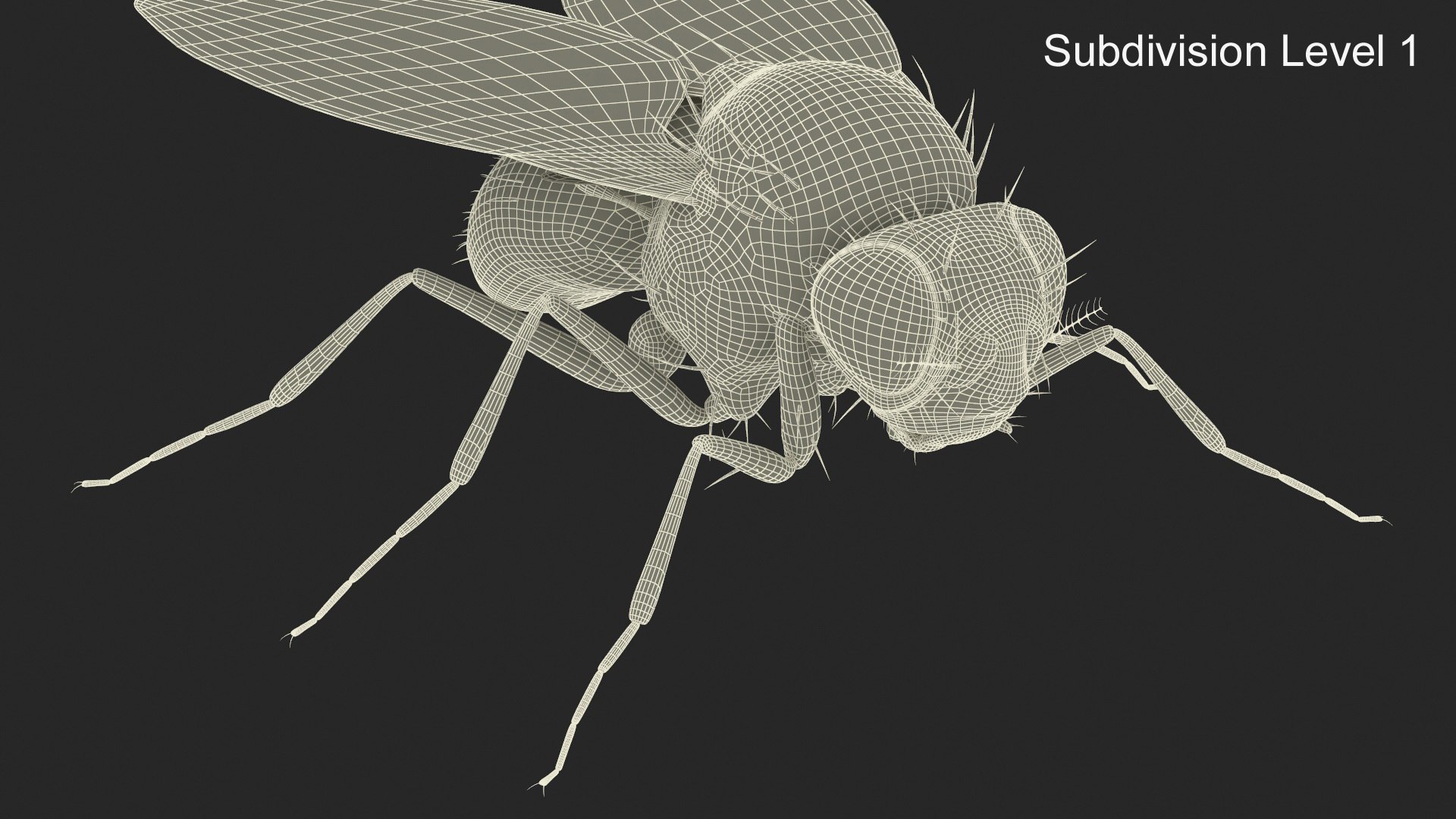 Vinegar Fly Black Rigged for Maya 3D model https://p.turbosquid.com/ts-thumb/hn/5PaDjK/LR/vinegar_fly_black_rigged_017/jpg/1748937451/1920x1080/fit_q87/6f4e95278c4c0e99983f3061e29d55ae8974257e/vinegar_fly_black_rigged_017.jpg