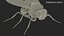 Vinegar Fly Black Rigged for Maya