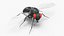 Vinegar Fly Black Rigged for Maya