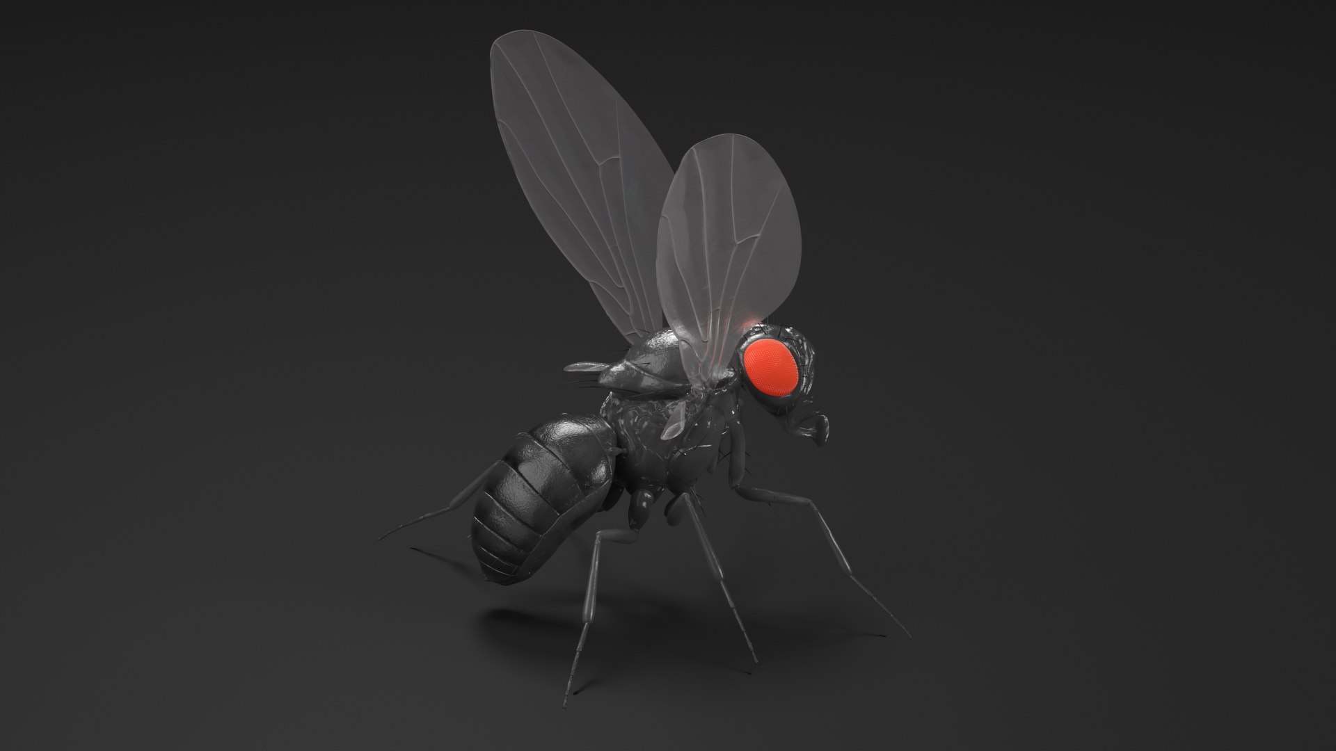 Vinegar Fly Black Rigged for Maya 3D model https://p.turbosquid.com/ts-thumb/hn/5PaDjK/gZ/vinegar_fly_black_rigged_010/jpg/1748937447/1920x1080/fit_q87/9beadfea853b37a639d24491262309e4a3fd6f06/vinegar_fly_black_rigged_010.jpg