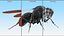 Vinegar Fly Black Rigged for Maya