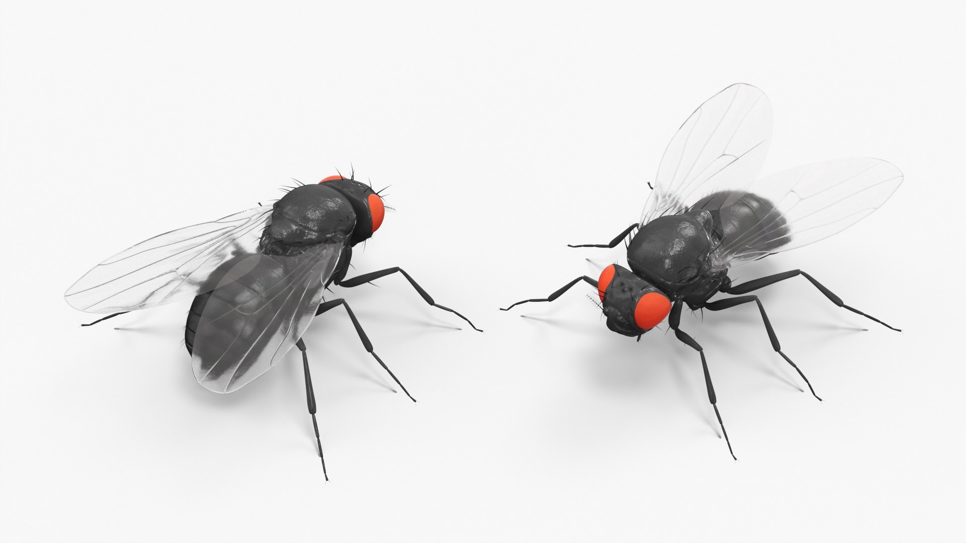Vinegar Fly Black Rigged for Maya 3D model https://p.turbosquid.com/ts-thumb/hn/5PaDjK/in/vinegar_fly_black_rigged_011/jpg/1748937447/1920x1080/fit_q87/3f4bd19f3bdec17dcc6dafa7153e80c0086f3b4c/vinegar_fly_black_rigged_011.jpg