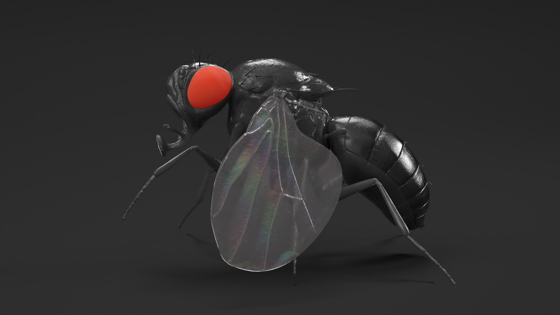 Vinegar Fly Black Rigged for Maya 3D model https://p.turbosquid.com/ts-thumb/hn/5PaDjK/jy/vinegar_fly_black_rigged_009/jpg/1748937447/1920x1080/fit_q87/4aaf895d40973155662e90bf69f02693791129cf/vinegar_fly_black_rigged_009.jpg