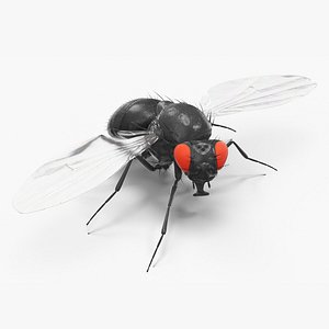 Vinegar Fly Black Rigged for Maya 3D model