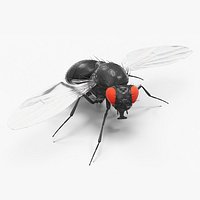 Vinegar Fly Black Rigged for Maya