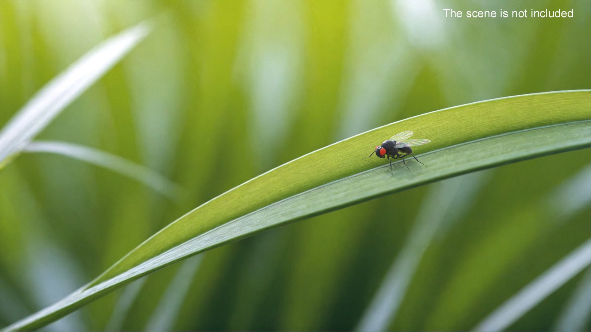 Vinegar Fly Black Rigged for Maya 3D model https://p.turbosquid.com/ts-thumb/hn/5PaDjK/ye/vinegar_fly_black_rigged_005/jpg/1748937445/1920x1080/fit_q87/25340bebf4e3252059fa5b36f8eb1050f6c410e4/vinegar_fly_black_rigged_005.jpg