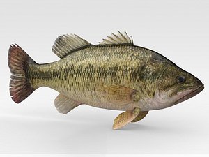3D Bass Fish model