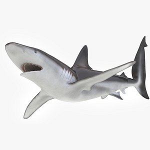 Realistic Whaler Shark Rigged for Cinema 4D