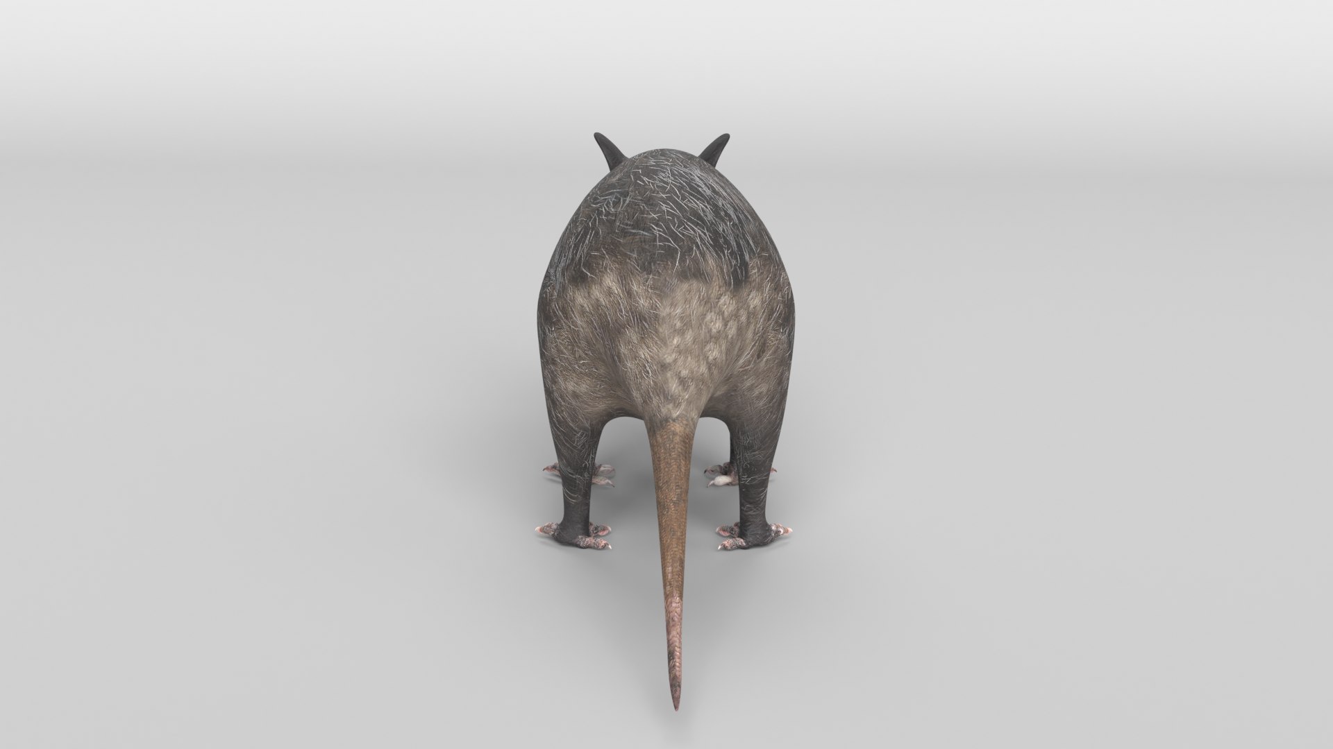 opossum possum 3D https://p.turbosquid.com/ts-thumb/hn/DNOAvw/LO/opossum_images0008/png/1606243054/1920x1080/fit_q87/3f4b6e2e3aabedf41369f01fb3aeea706538b1d9/opossum_images0008.jpg