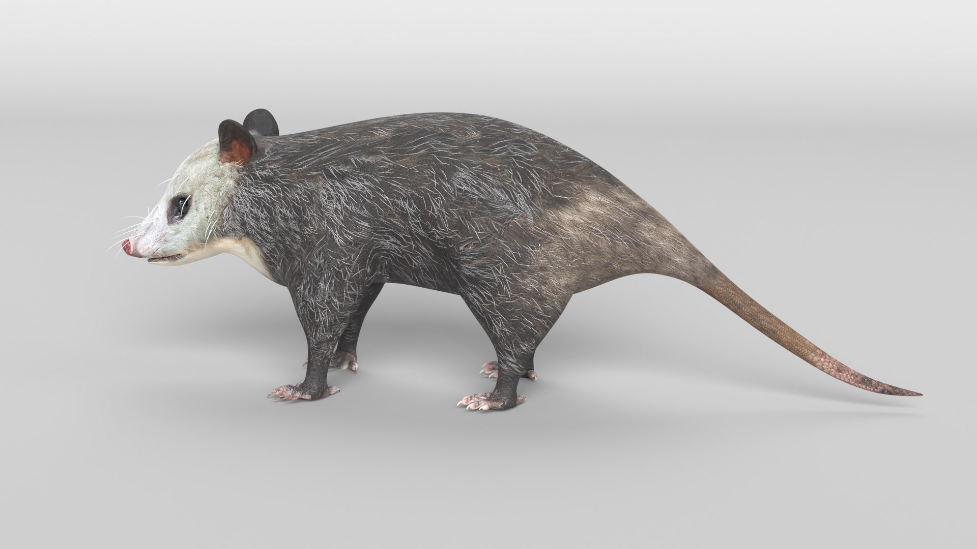 opossum possum 3D https://p.turbosquid.com/ts-thumb/hn/DNOAvw/Sr/opossum_images0012/png/1606243054/1920x1080/fit_q87/3016e8d6de2413e4ad01a74bb29b1d79b6167044/opossum_images0012.jpg