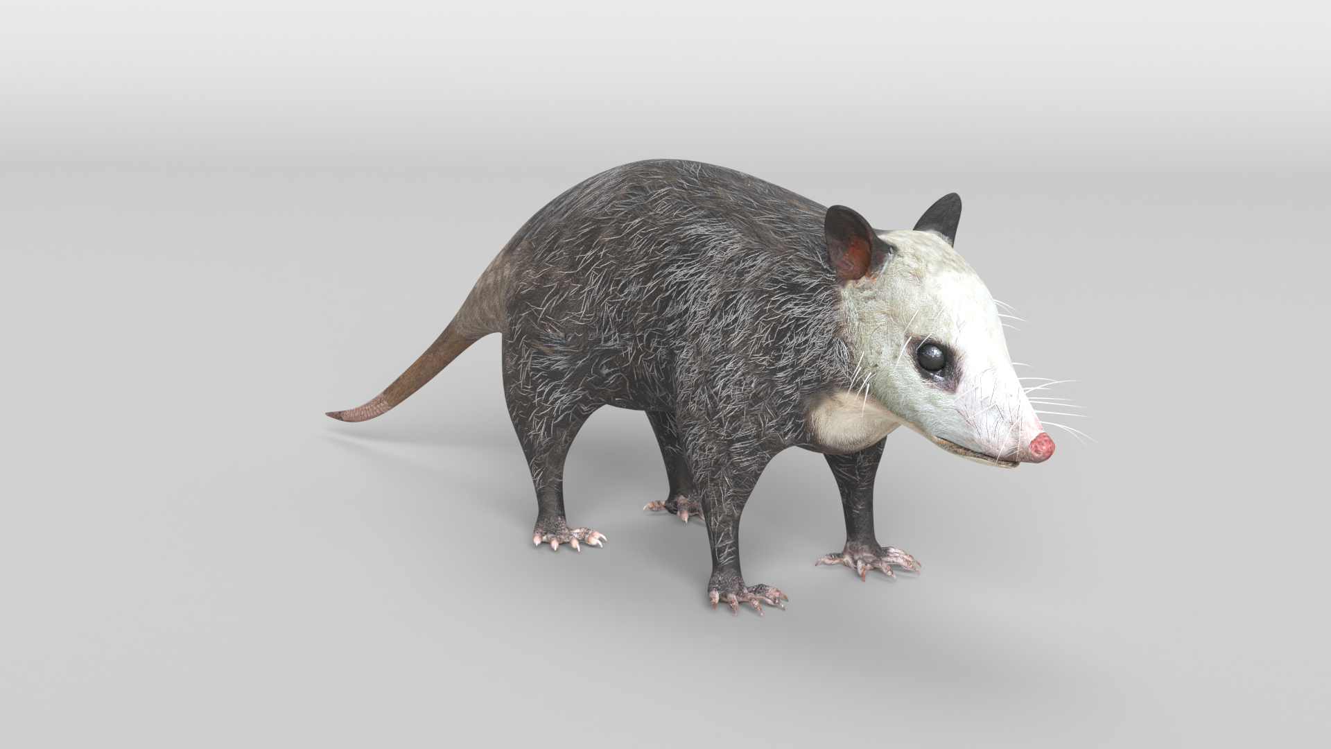 Possum iPad tablet wallpaper!! | Tablet wallpaper, Wallpaper, Possum