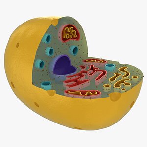 3D model animal cell