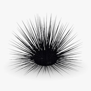 3d model of sea urchin