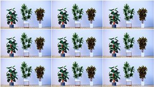 3D Potted environment of flowers and Green Plants Plants and Green leaves fall to the ground C4D CR Gar model