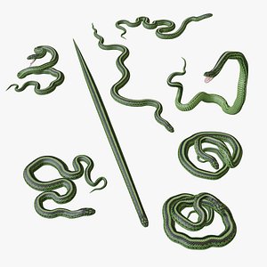 Green Snake - 3D Mesh model