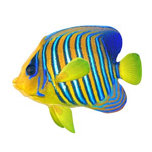 3D Royal Angelfish