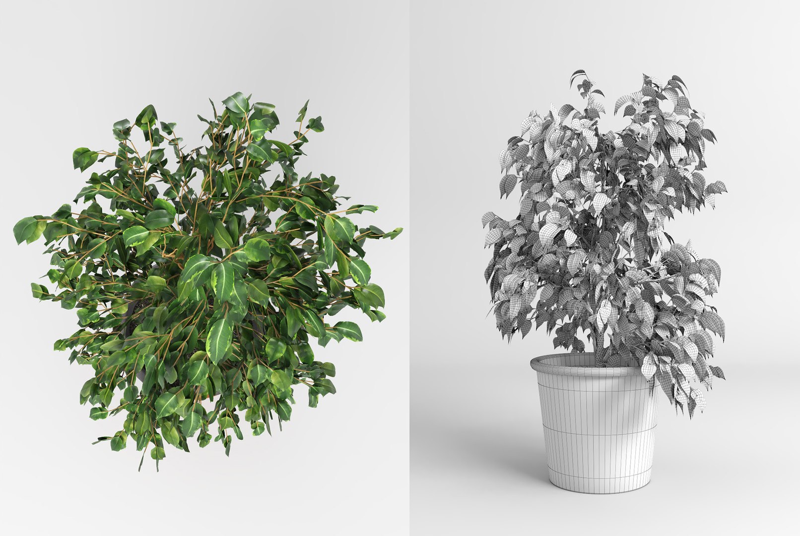 benjamin fig trees plants 3D model https://p.turbosquid.com/ts-thumb/hn/hMR9Z1/CsNDA7L4/fig_trees7/jpg/1503515702/1920x1080/fit_q87/e0e8bb098ca5de8f7f0bb3a9225e168584d5131e/fig_trees7.jpg