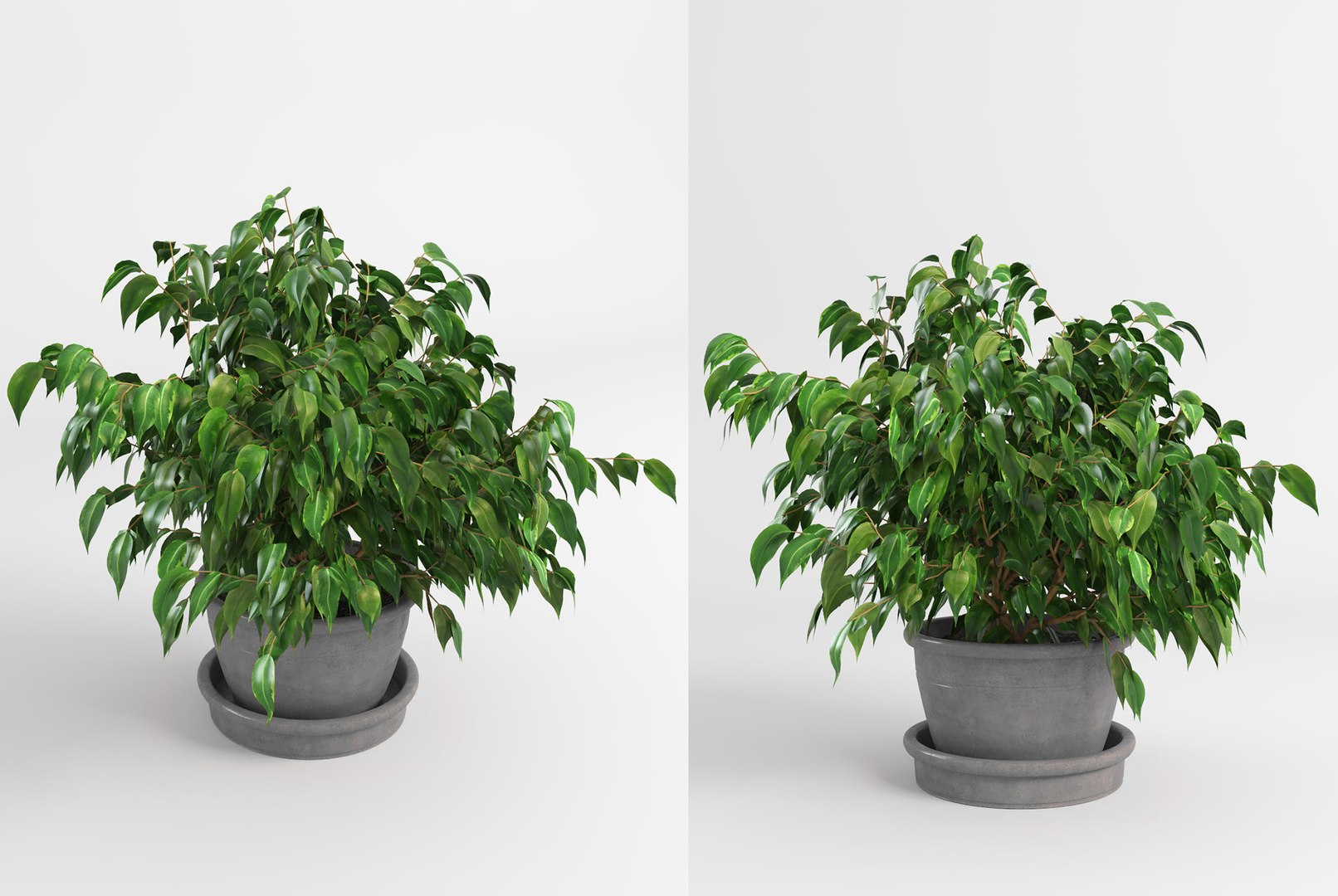 benjamin fig trees plants 3D model https://p.turbosquid.com/ts-thumb/hn/hMR9Z1/GfbDCmSv/fig_trees8/jpg/1503515714/1920x1080/fit_q87/a5bb3e0778728cb6d984079f670fd2cc91b3d863/fig_trees8.jpg