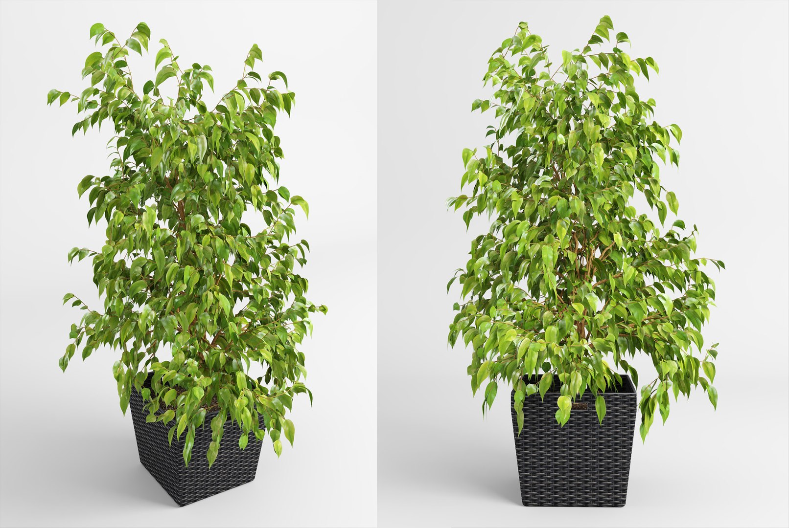 benjamin fig trees plants 3D model https://p.turbosquid.com/ts-thumb/hn/hMR9Z1/LgRZwuHR/fig_trees2/jpg/1503515678/1920x1080/fit_q87/4b0e56bcb983eaa98a46b91dae44abfee837c6cd/fig_trees2.jpg