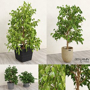 Benjamin Fig Trees (+GrowFX)