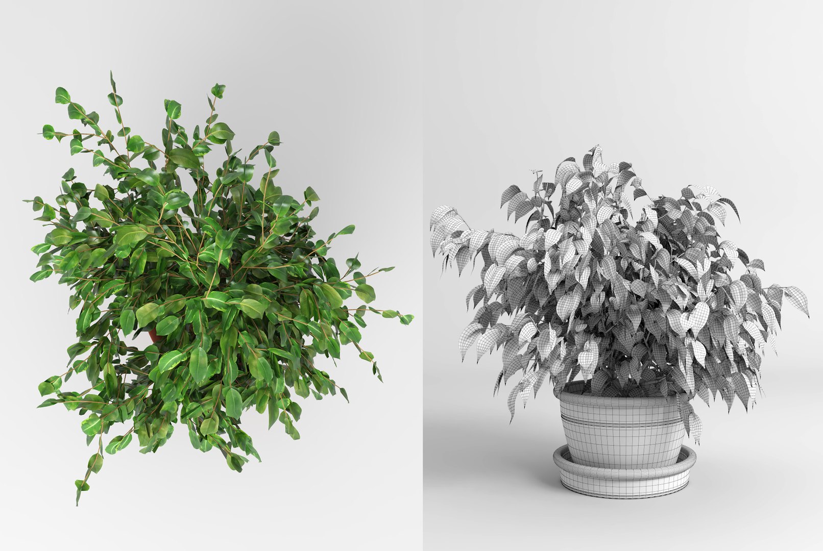 benjamin fig trees plants 3D model https://p.turbosquid.com/ts-thumb/hn/hMR9Z1/TBwFpZp1/fig_trees9/jpg/1503515714/1920x1080/fit_q87/956296124017d499bc1cea5a2127b04d80d66399/fig_trees9.jpg