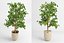 benjamin fig trees plants 3D model