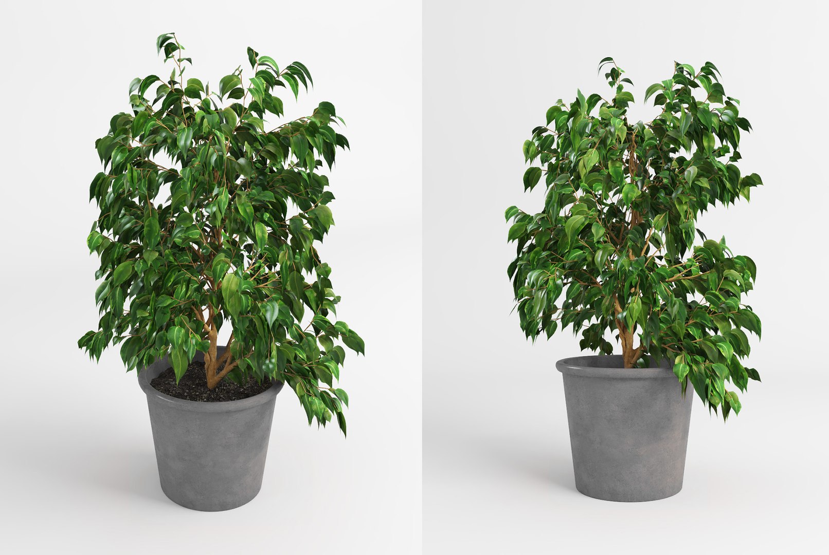 benjamin fig trees plants 3D model https://p.turbosquid.com/ts-thumb/hn/hMR9Z1/bjSUKGHq/fig_trees6/jpg/1503515702/1920x1080/fit_q87/c8a29e4c94e1078443a0453693108d14aaa3876f/fig_trees6.jpg