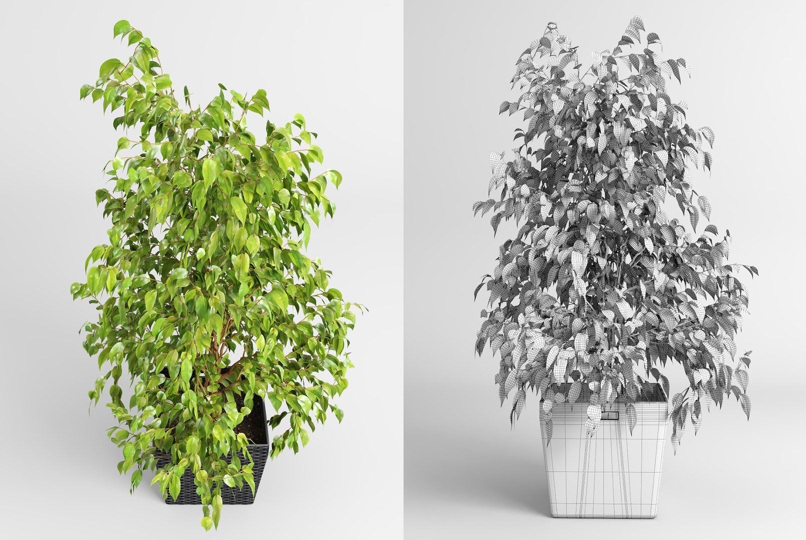 benjamin fig trees plants 3D model https://p.turbosquid.com/ts-thumb/hn/hMR9Z1/q3DXkdMh/fig_trees3/jpg/1503515678/1920x1080/fit_q87/d9abff37f657efb7df868e8dfbe0fa481067fd3b/fig_trees3.jpg
