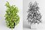 benjamin fig trees plants 3D model