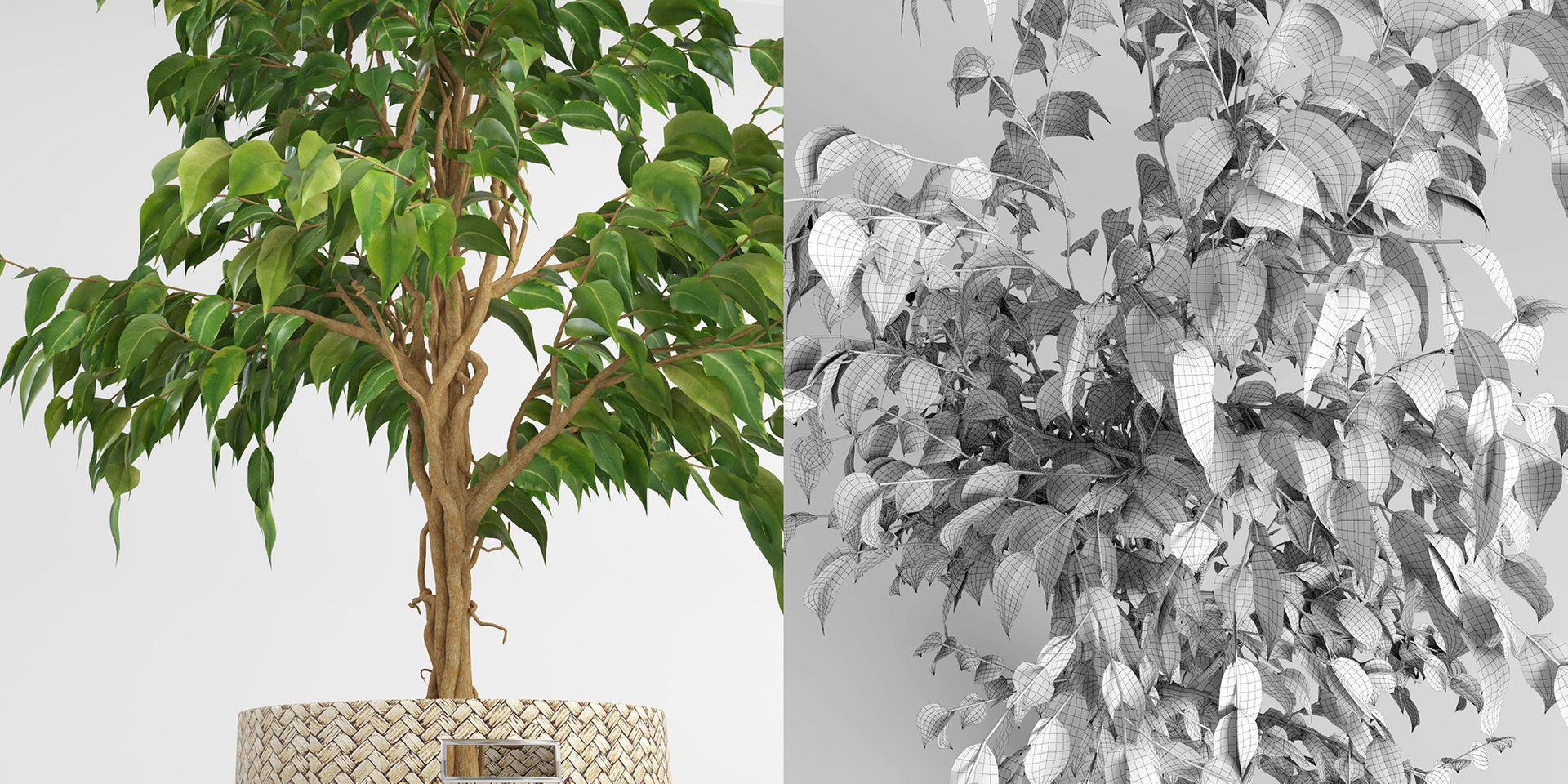 benjamin fig trees plants 3D model https://p.turbosquid.com/ts-thumb/hn/hMR9Z1/u7vhZjhZ/fig_trees5b/jpg/1503515729/1920x1080/fit_q87/72b5a698540fba030334272c870e6ff640a06d54/fig_trees5b.jpg
