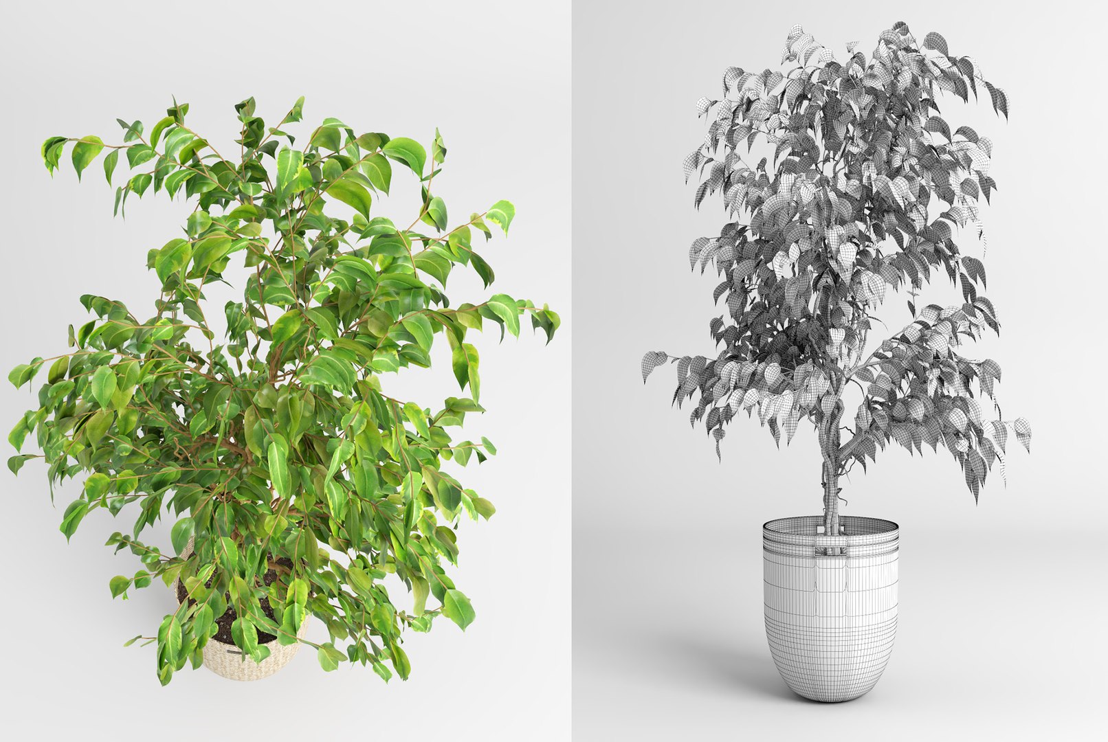 benjamin fig trees plants 3D model https://p.turbosquid.com/ts-thumb/hn/hMR9Z1/xCLbEFYf/fig_trees5/jpg/1503515691/1920x1080/fit_q87/18db6bf1b63f3e94e8f8e153153070df1cc53fe7/fig_trees5.jpg